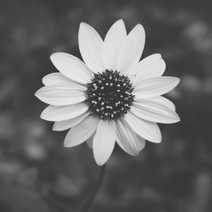 Meet your Posher, Turtlesflysouth